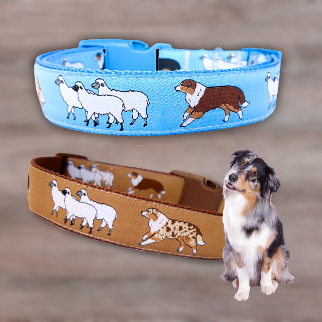 Australian Shepherd Halsband