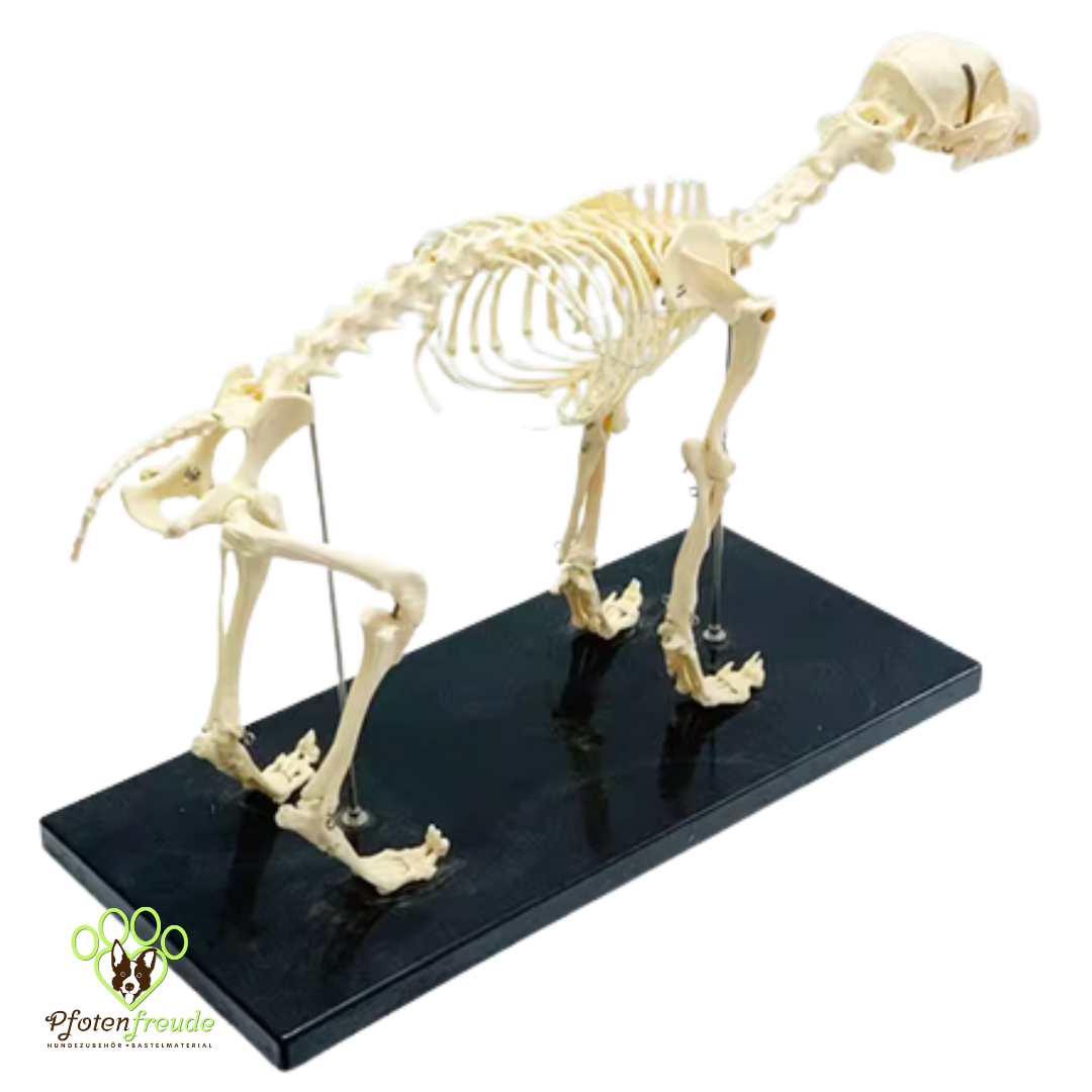 Hundeskelett Modell Anatomie