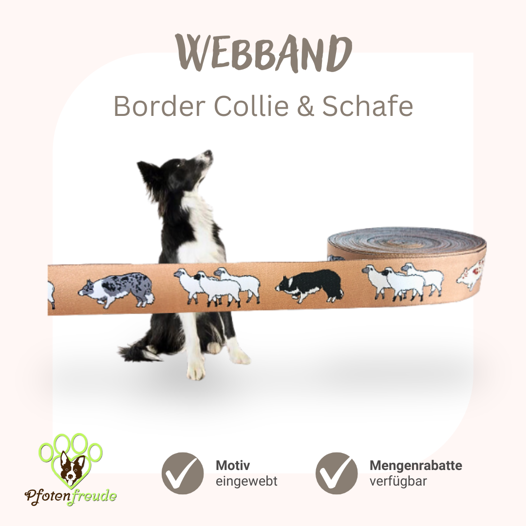 Webband Border Collie Hund Schafe