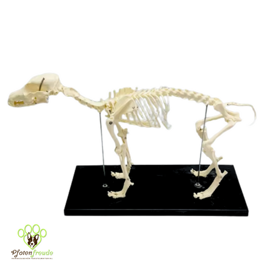 Hund Skelett Anatomie Modell Hundeskelett