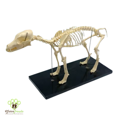 Hundeskelett zerlegbar Anatomie