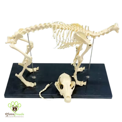 Hundeskelett zerlegbar kaufen